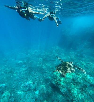 snorkeling and spotting sea turtles